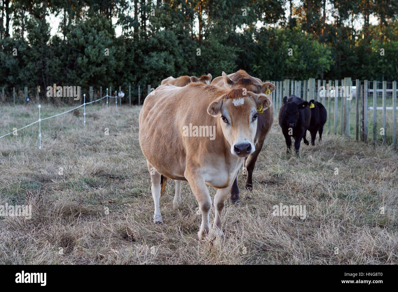 Angus vacche su uno stile di vita fattoria in Nuova Zelanda Foto Stock