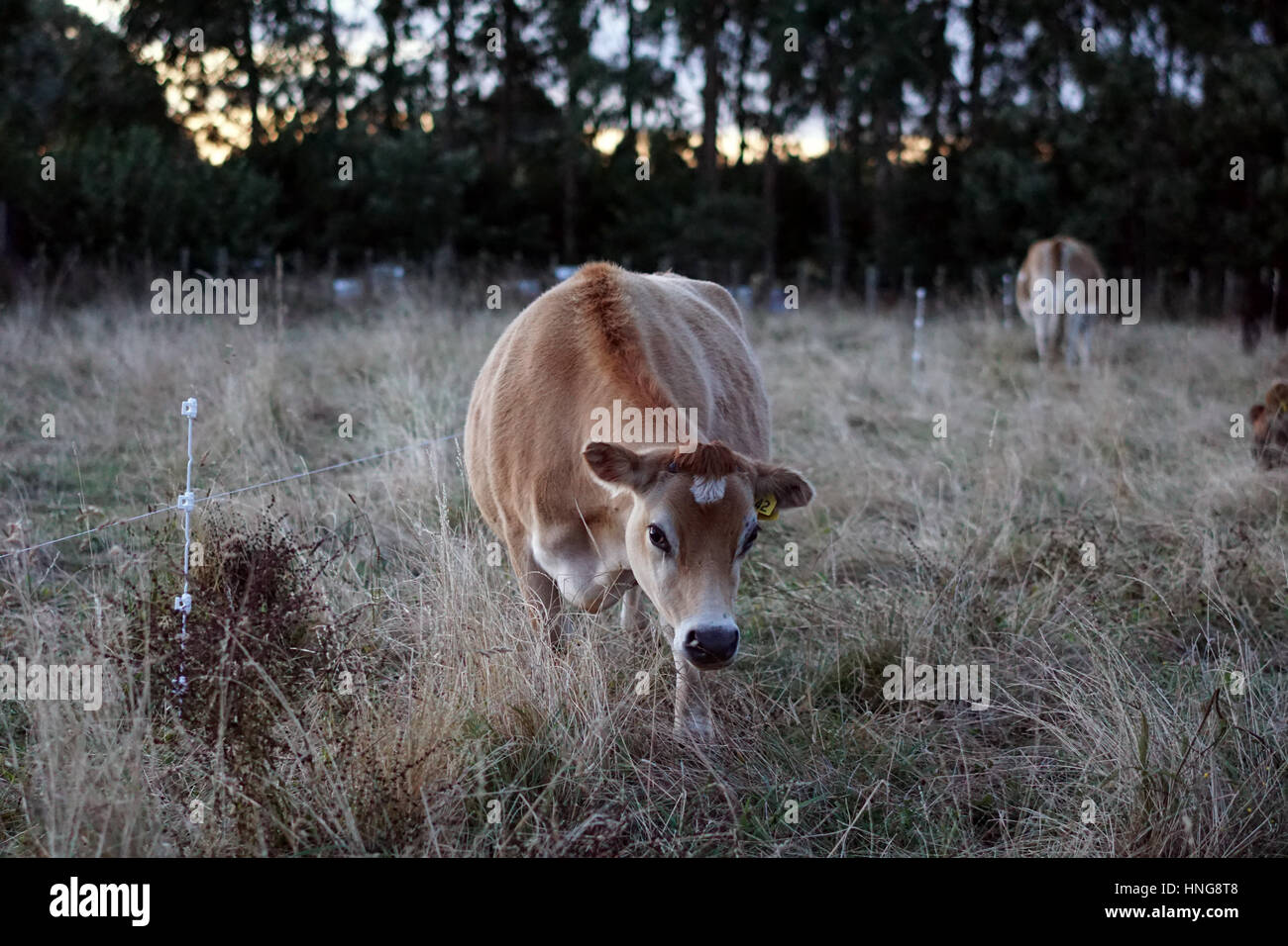 Angus vacche su uno stile di vita fattoria in Nuova Zelanda Foto Stock