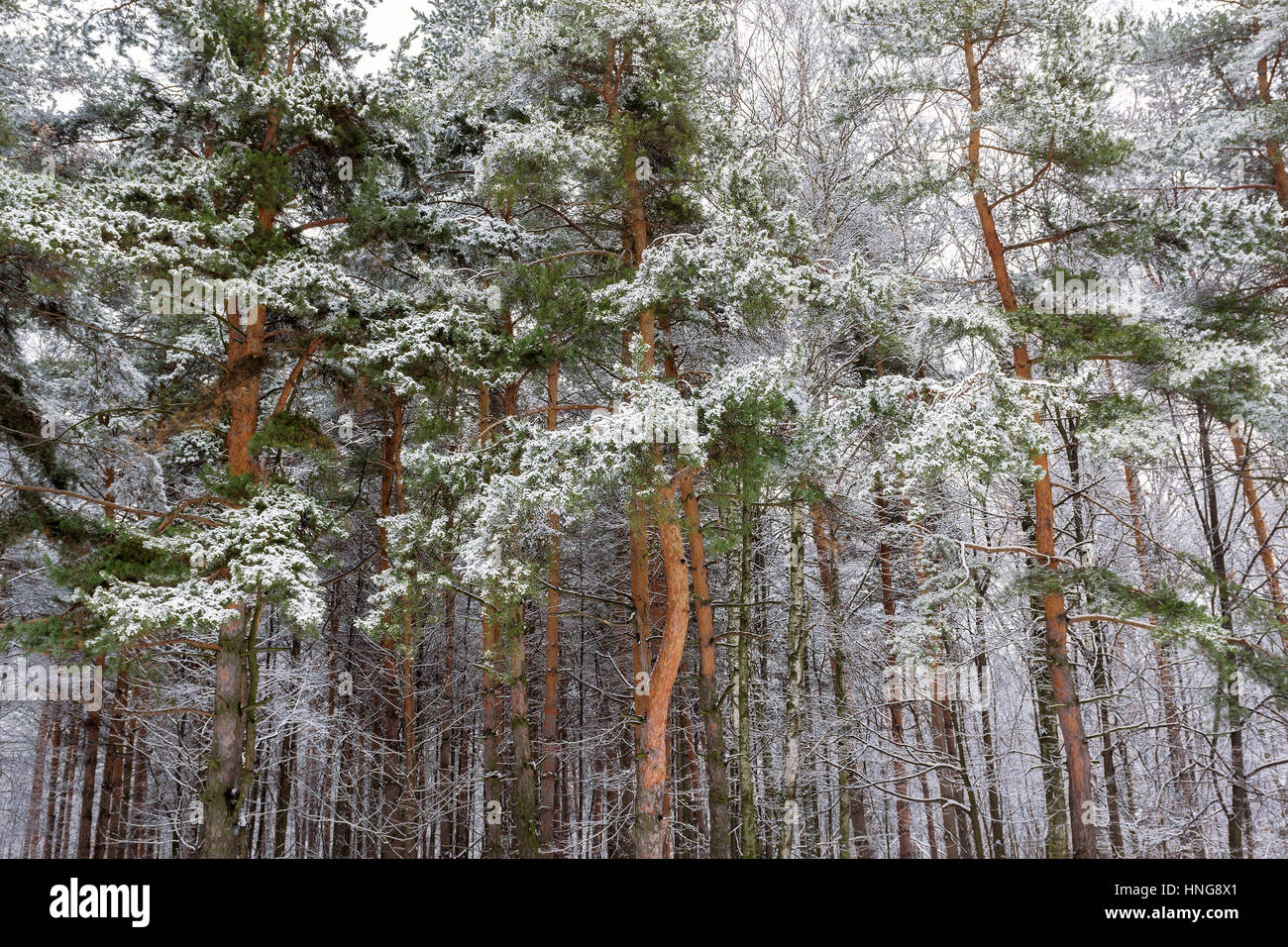 Nevoso inverno foresta. Foto Stock