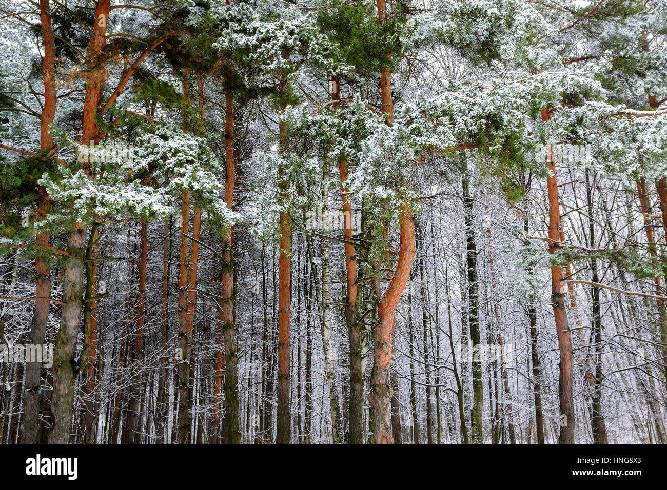 Nevoso inverno foresta. Foto Stock