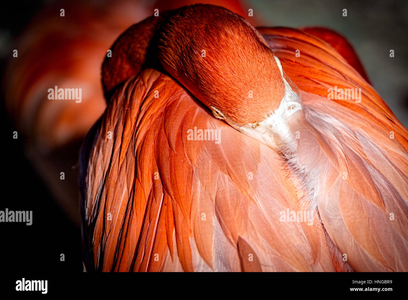 Un flamingo seduto con la testa rivolta contro il proprio corpo restare caldo al sole. Foto Stock