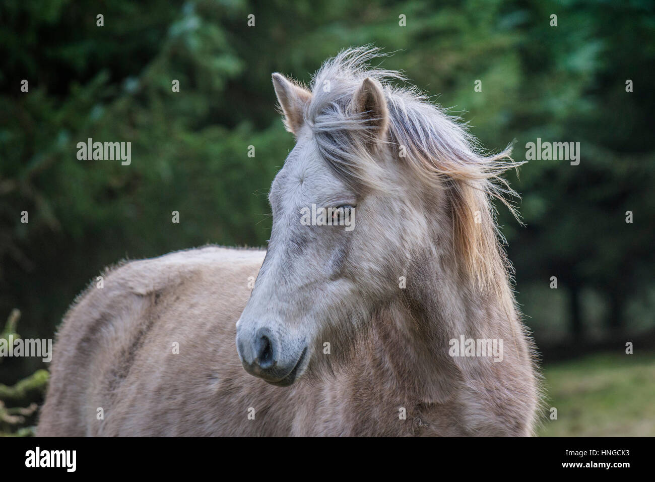 Un selvaggio Bodmin Moor pony si erge nel robusto habitat di Rough Tor su Bodmin Moor in Cornovaglia. Foto Stock