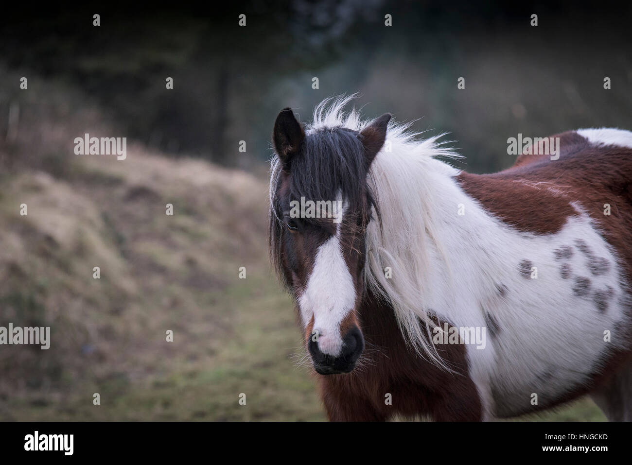 Un selvaggio Bodmin Moor pony si erge nel robusto habitat di Rough Tor su Bodmin Moor in Cornovaglia. Foto Stock
