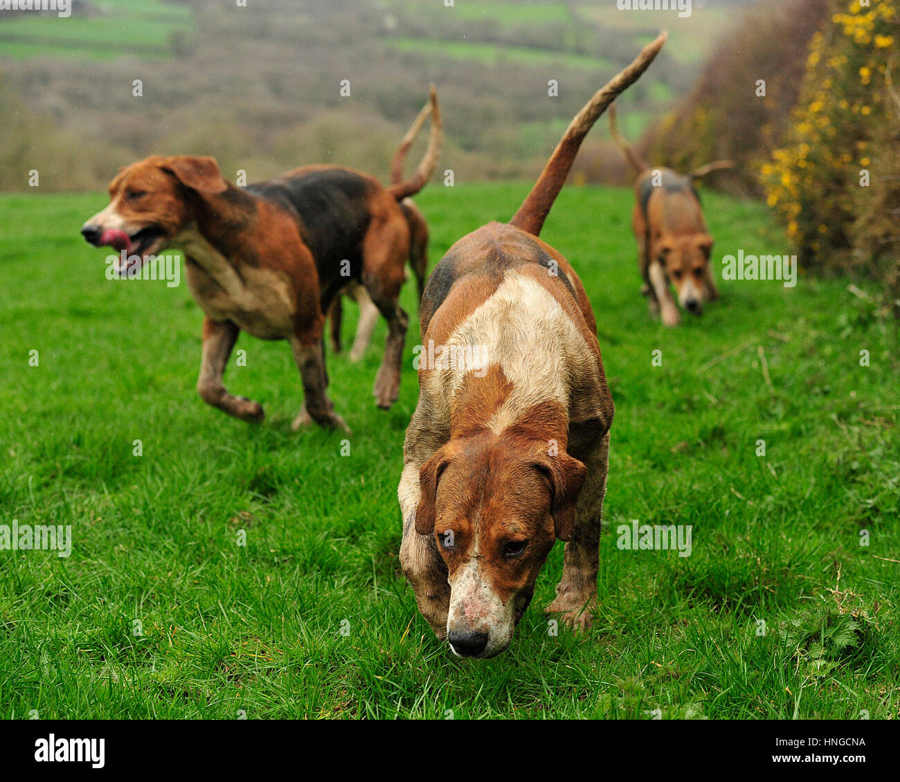Foxhouds seguendo un profumo Foto Stock