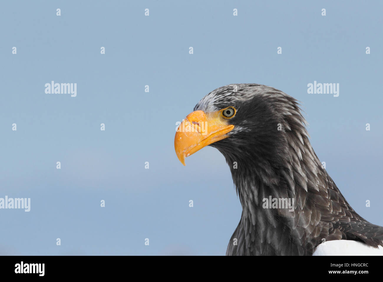 Close-up di adulto Steller's sea eagle (Haliaeetus pelagicus) in Hokkaido, Giappone. Il più grande del mondo di eagle, svernamento sul mare di ghiaccio Foto Stock