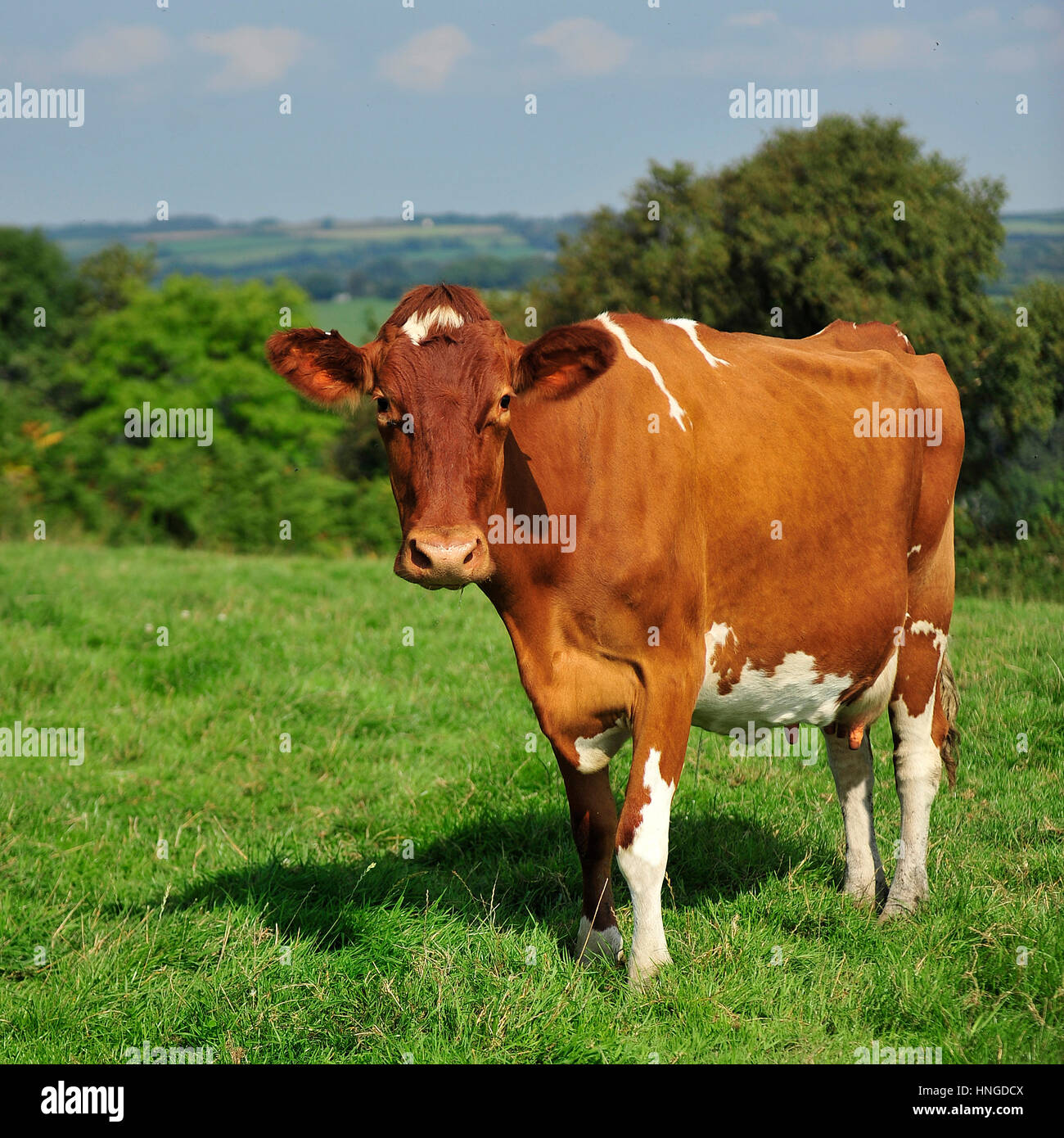 Ayreshire mucca in estate Foto Stock