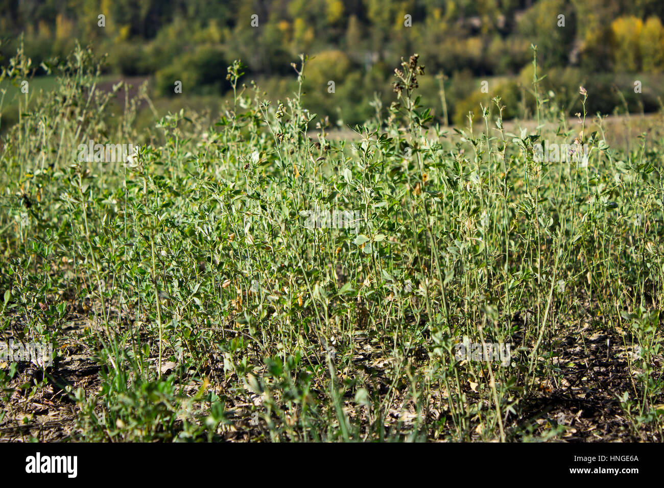 Campo di erba medica Foto Stock
