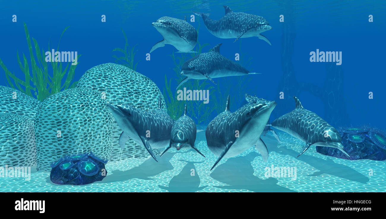 Un pod di delfini cercano il loro prossimo pasto su una barriera corallina in chiaro oceano tropicale. Foto Stock