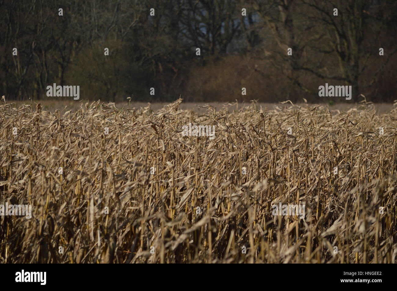 Colture morto in un campo di Reigate, Surrey, Regno Unito Foto Stock