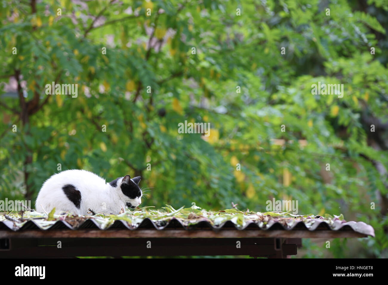 Cat prendendo il pisolino pomeridiano Foto Stock