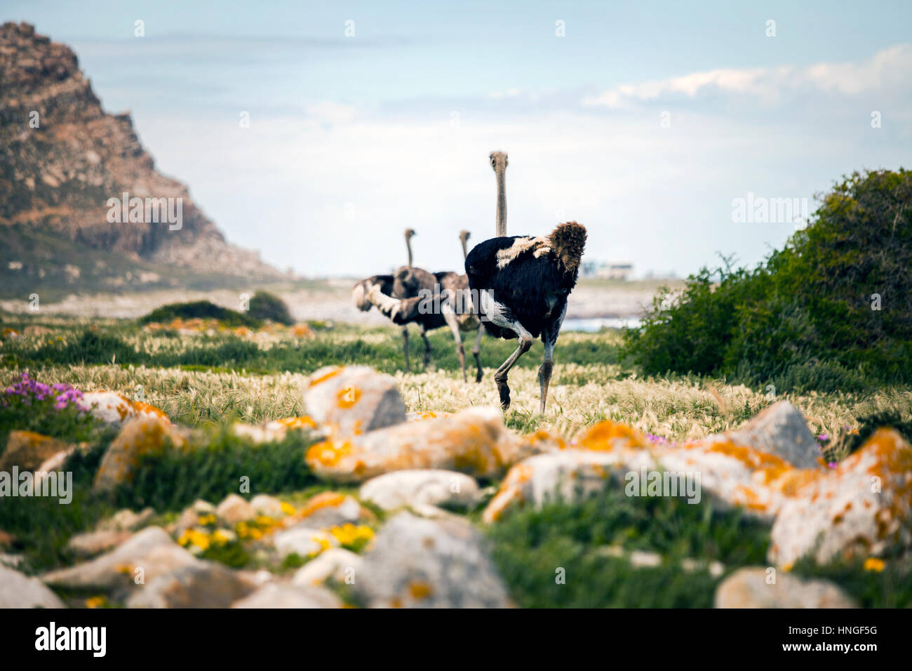 Capo di Buona Speranza - Gli struzzi - spiriti liberi Foto Stock