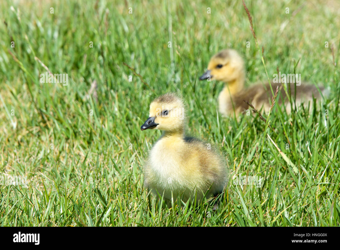 Giorni gosling pulcini camminando attraverso l'erba alla ricerca di bug per mangiare. Curioso circa i loro dintorni, esplorando. Foto Stock