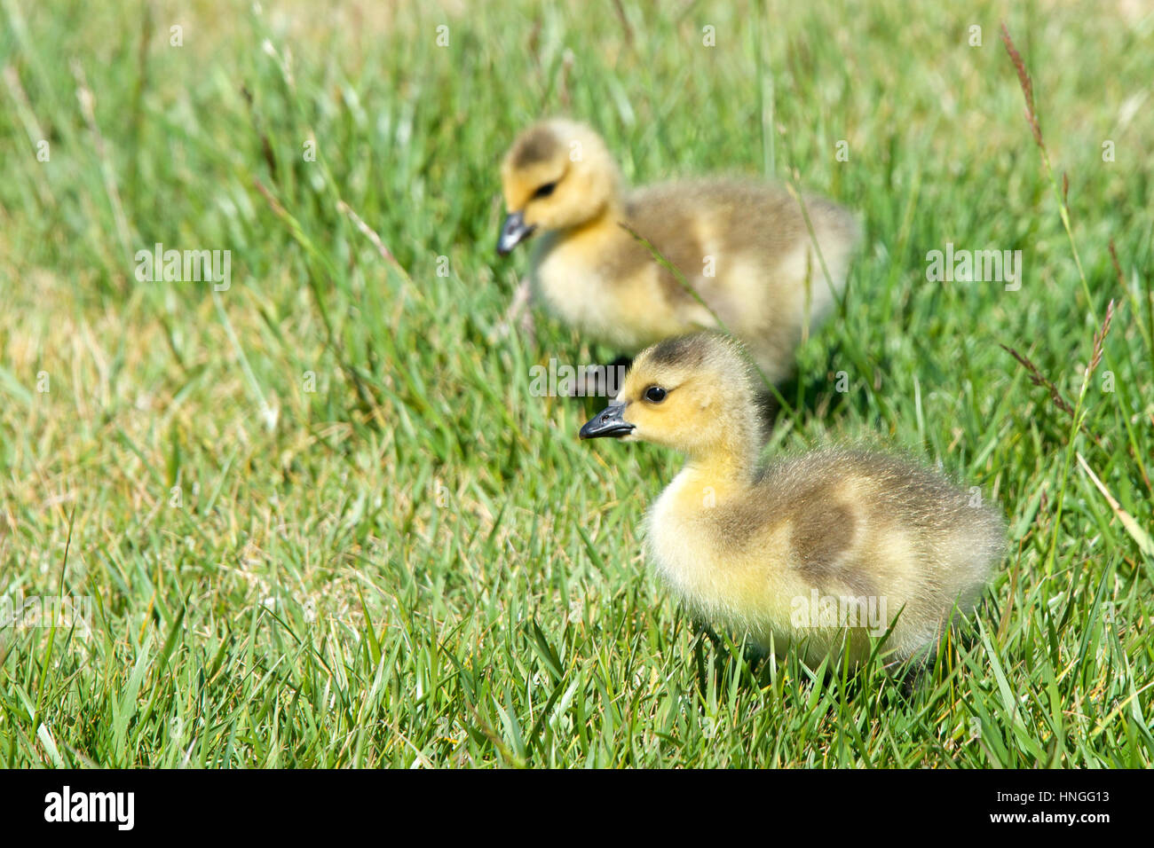 Giorni gosling pulcini camminando attraverso l'erba alla ricerca di bug per mangiare. Curioso circa i loro dintorni, esplorando. Foto Stock