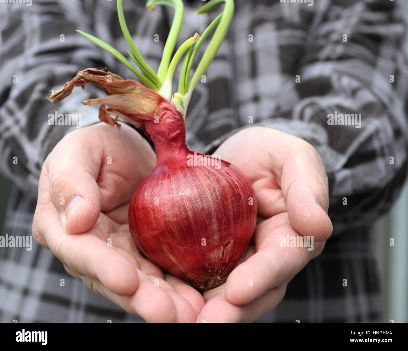 Mano azienda spagnolo le cipolle con nuovi germogli germogliatura Foto Stock