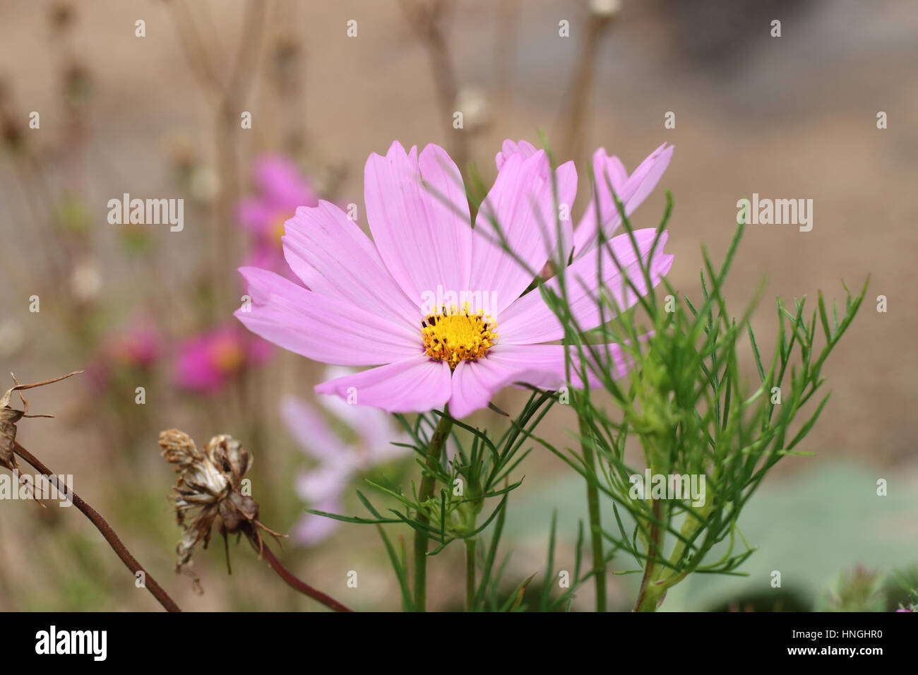 Close up di Rosa Cosmos bipinnatus o noto come Aster messicano, tagliare il cosmo di foglia in piena fioritura Foto Stock