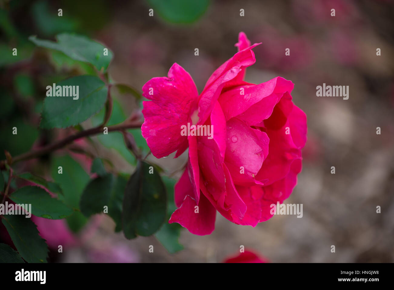 Rosa rosa con goccioline di acqua sulla petali Foto Stock