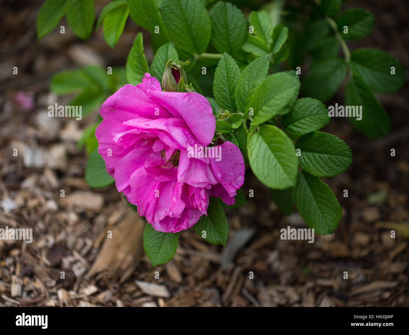 Rosa rosa con goccioline di acqua sulla petali Foto Stock