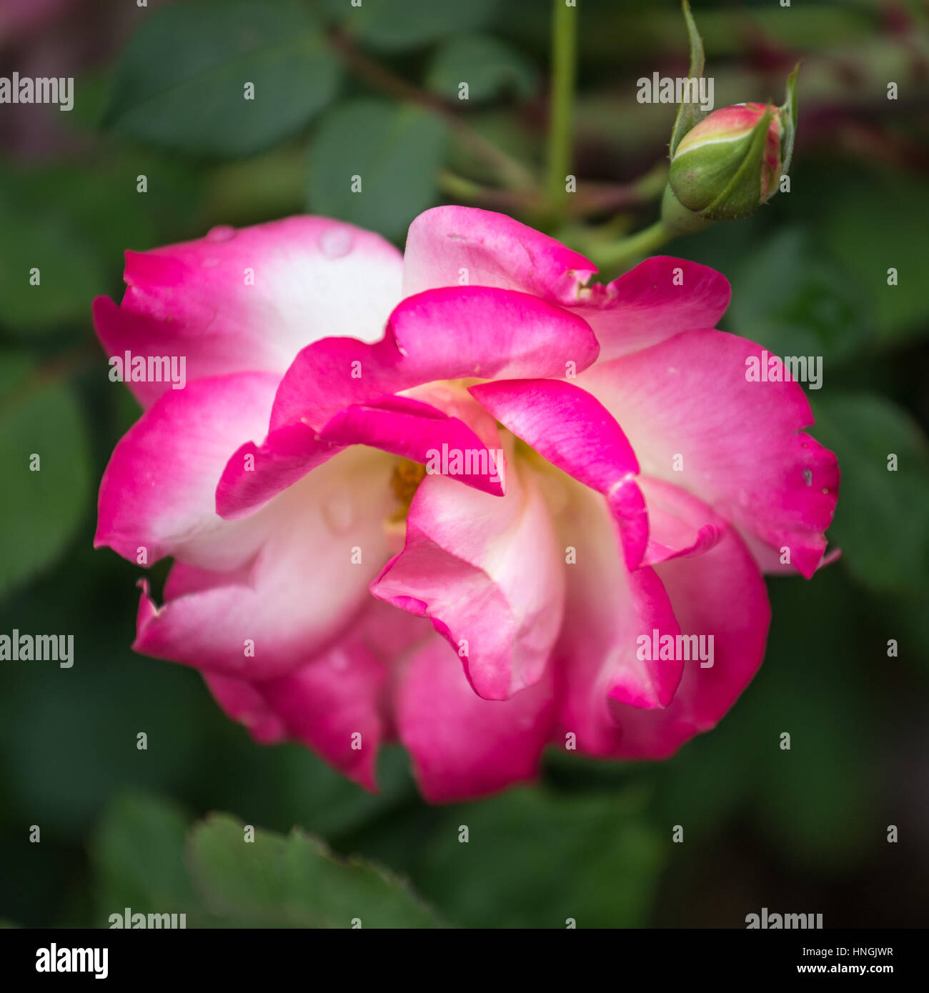 Rosa rosa con goccioline di acqua sulla petali Foto Stock