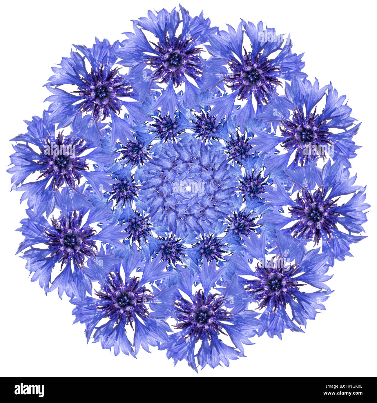 Flower mandala. Blu fiordaliso floreali design circolare Foto Stock