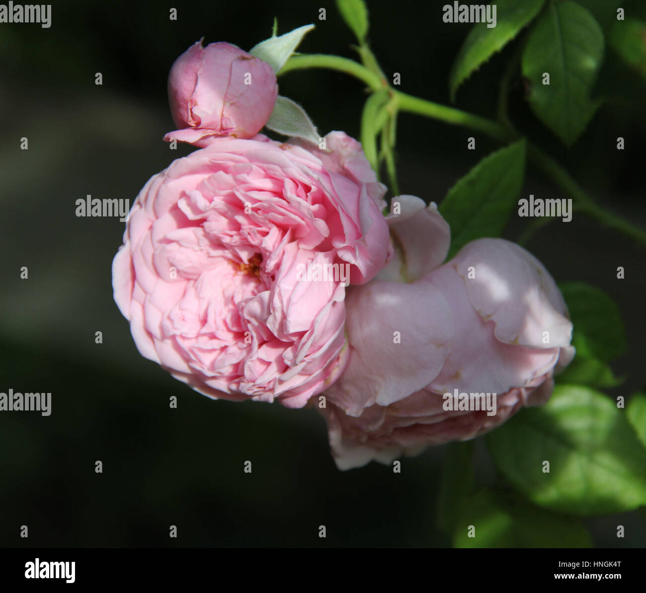 Spirito di libertà Rose Foto Stock