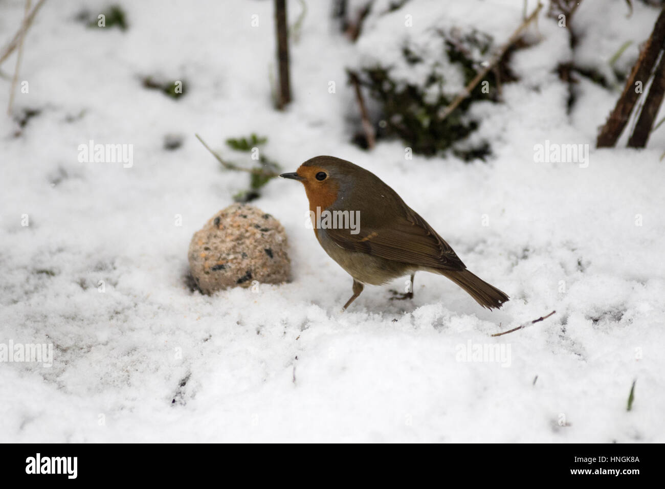 Un robin feed in un giardino dello Yorkshire durante un incantesimo invernale Foto Stock