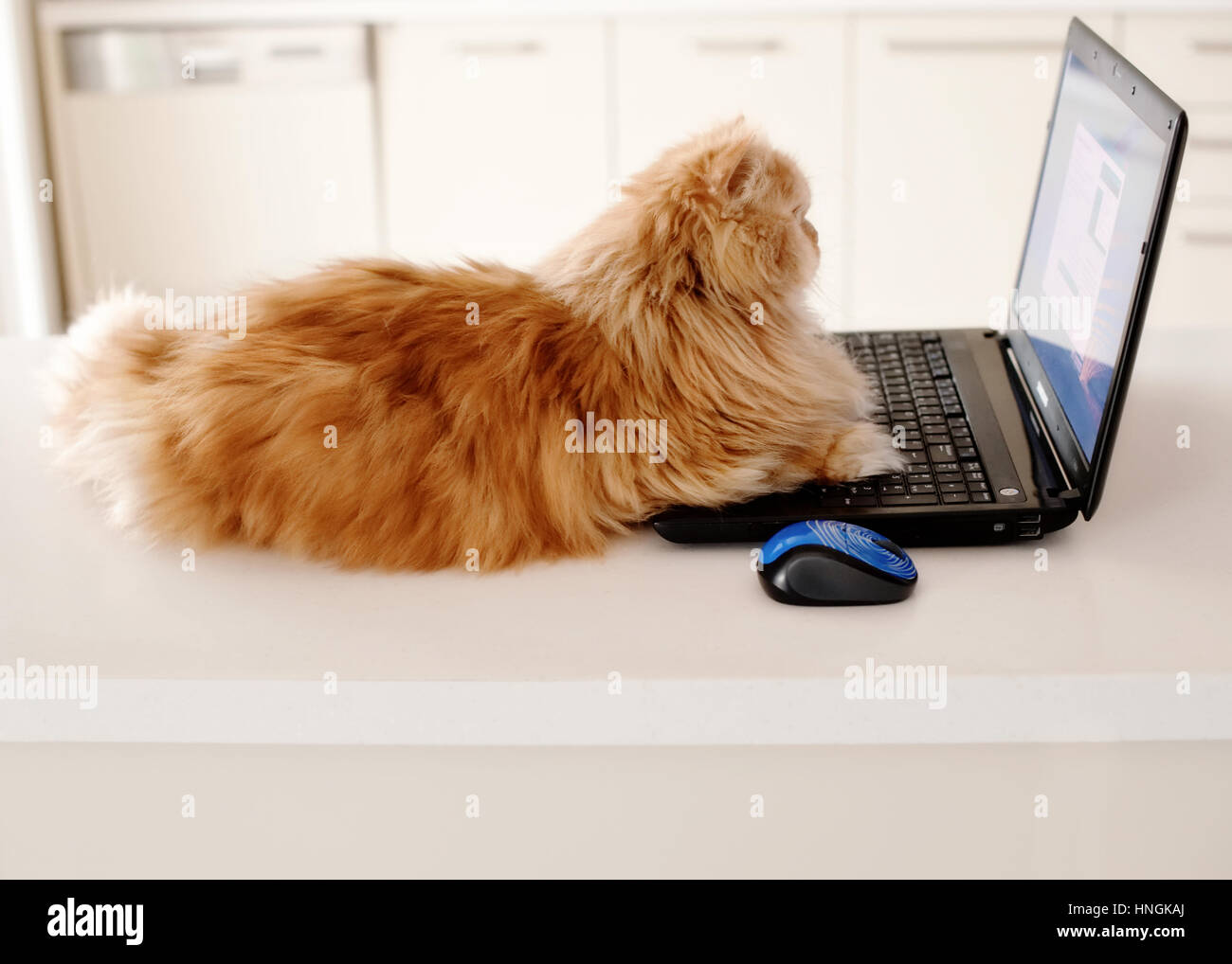Un gatto persiano arancione soffice con laptop. Foto Stock