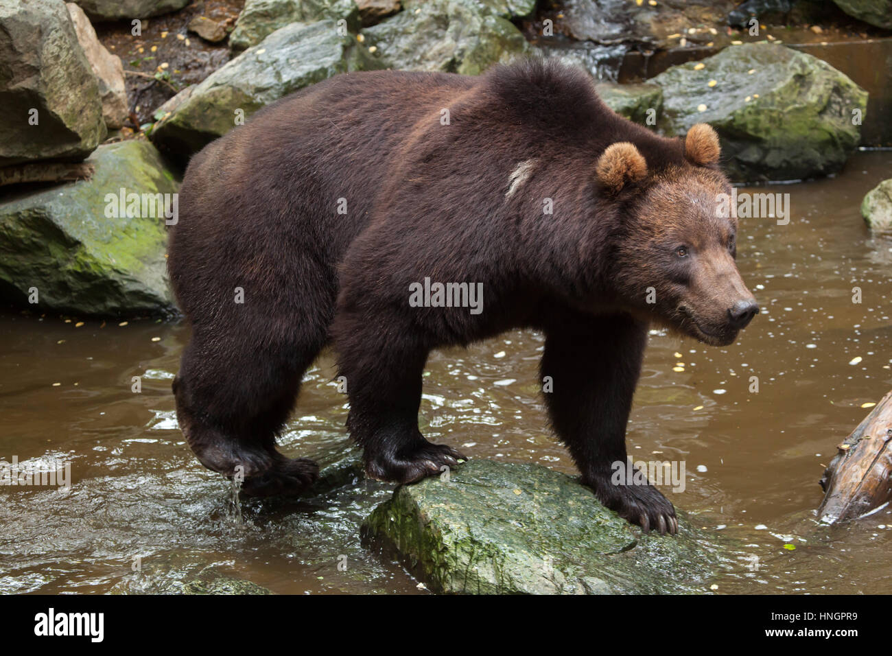 La Kamchatka l'orso bruno (Ursus arctos beringianus), noto anche come il Far Eastern orso bruno presso La Fleche Zoo nella Valle della Loira, in Francia. Foto Stock
