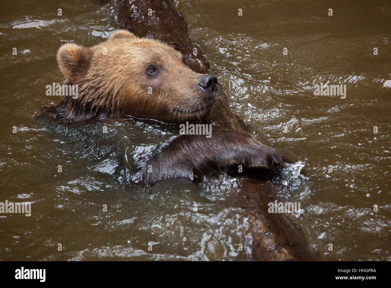 La Kamchatka l'orso bruno (Ursus arctos beringianus), noto anche come il Far Eastern orso bruno nuoto presso La Fleche Zoo nella Valle della Loira, in Francia. Foto Stock