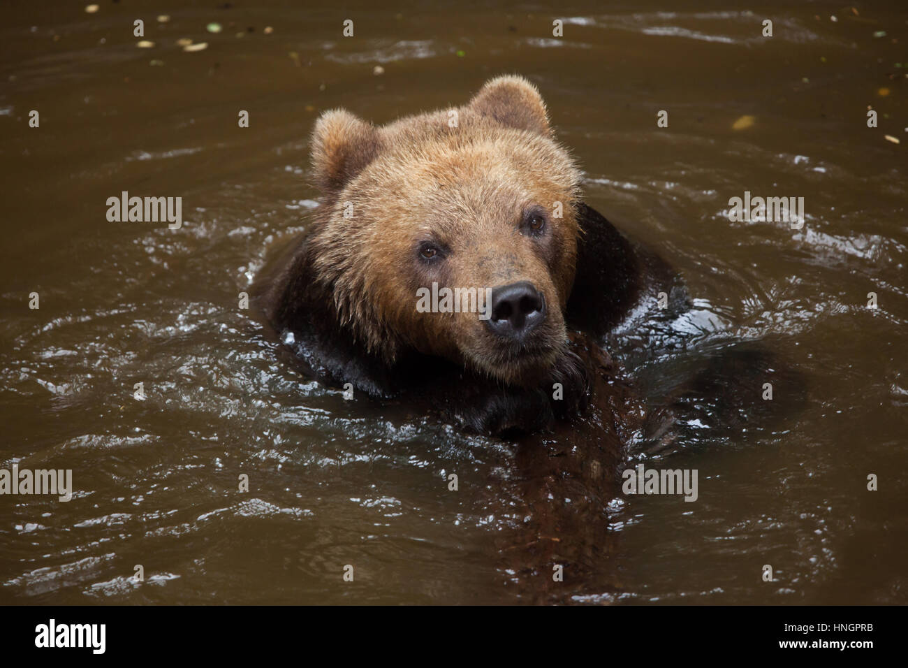 La Kamchatka l'orso bruno (Ursus arctos beringianus), noto anche come il Far Eastern orso bruno nuoto presso La Fleche Zoo nella Valle della Loira, in Francia. Foto Stock