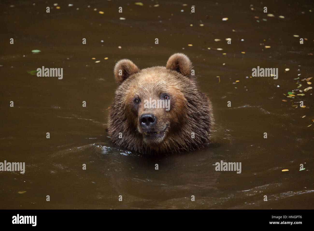 La Kamchatka l'orso bruno (Ursus arctos beringianus), noto anche come il Far Eastern orso bruno nuoto presso La Fleche Zoo nella Valle della Loira, in Francia. Foto Stock