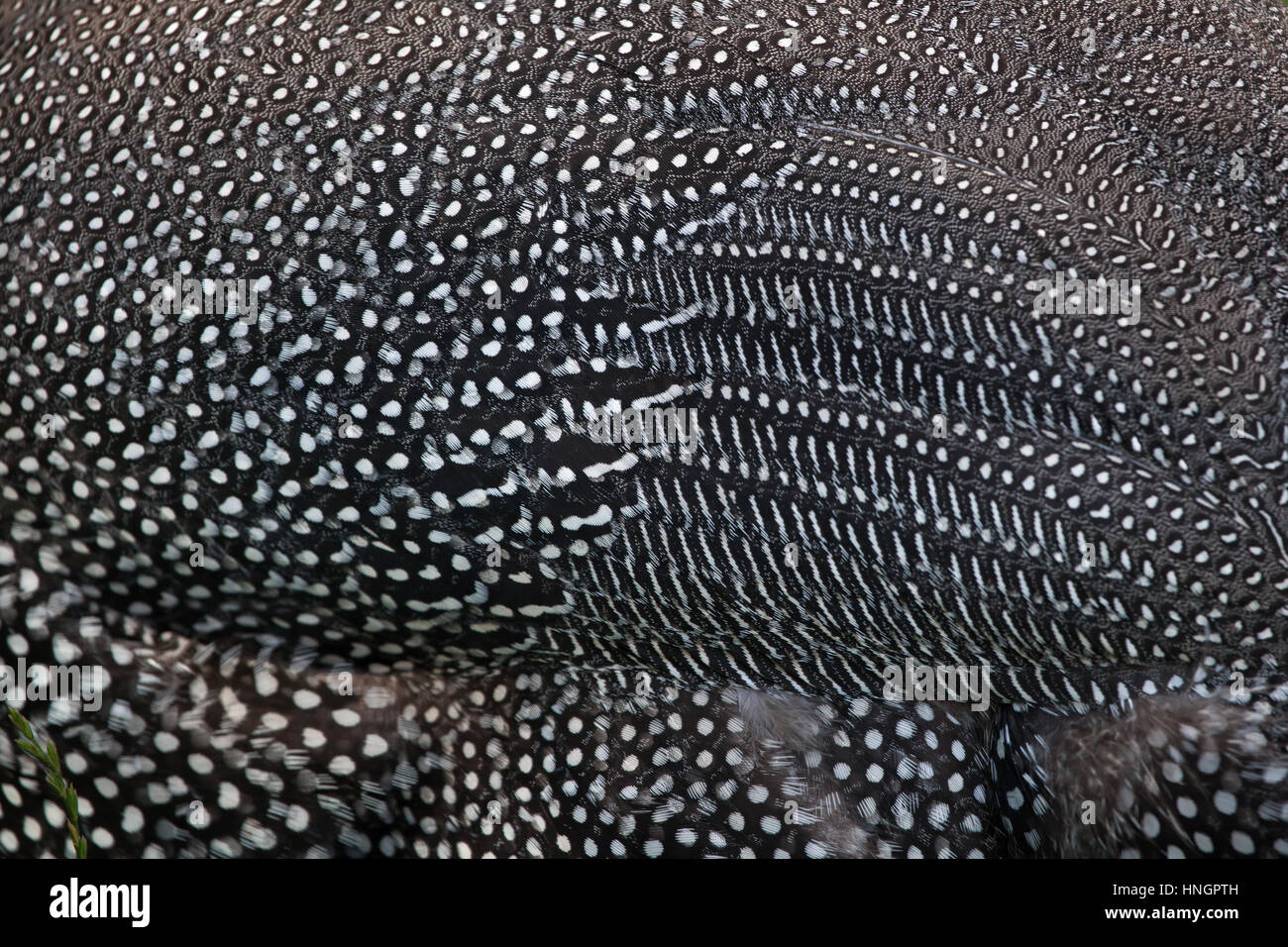 Le faraone addomesticati (Numida meleagris f. domestica). Piumaggio texture. Foto Stock