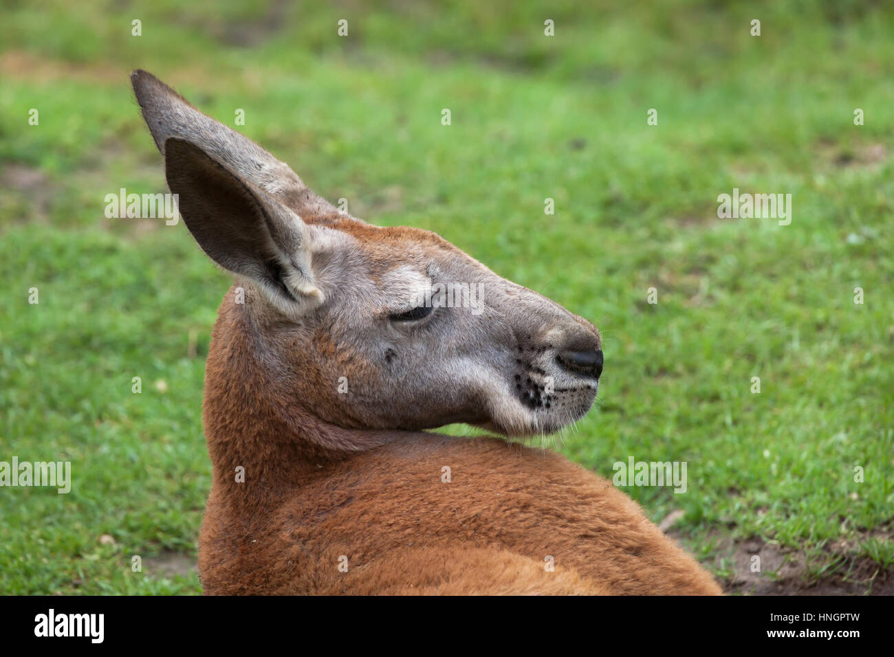 Canguro rosso (Macropus rufus). Foto Stock