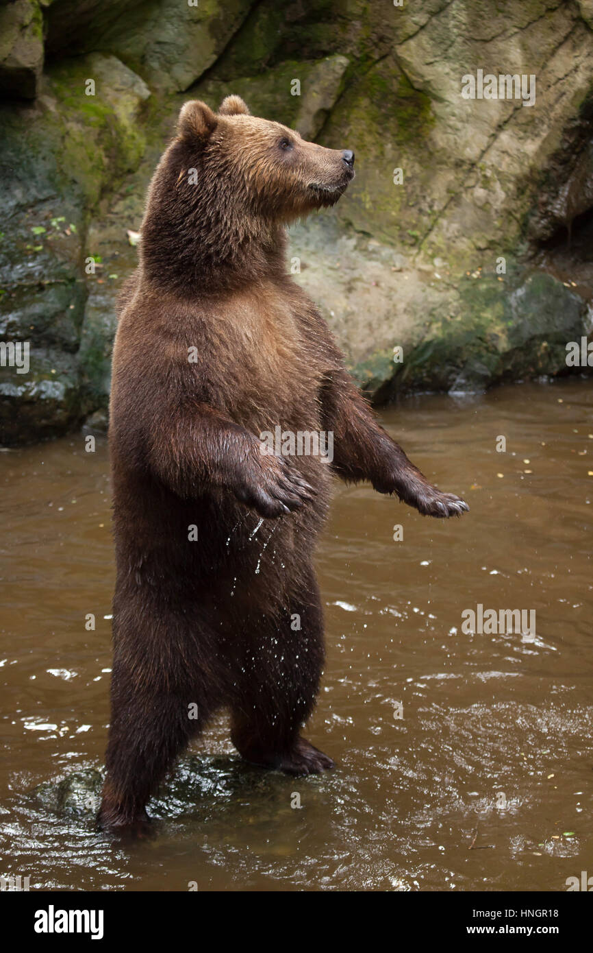 La Kamchatka l'orso bruno (Ursus arctos beringianus), noto anche come il Far Eastern orso bruno in piedi sulle zampe posteriori a La Fleche Zoo nella Valle della Loira, in Francia. Foto Stock