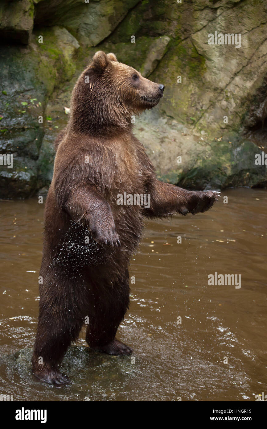 La Kamchatka l'orso bruno (Ursus arctos beringianus), noto anche come il Far Eastern orso bruno in piedi sulle zampe posteriori a La Fleche Zoo nella Valle della Loira, in Francia. Foto Stock