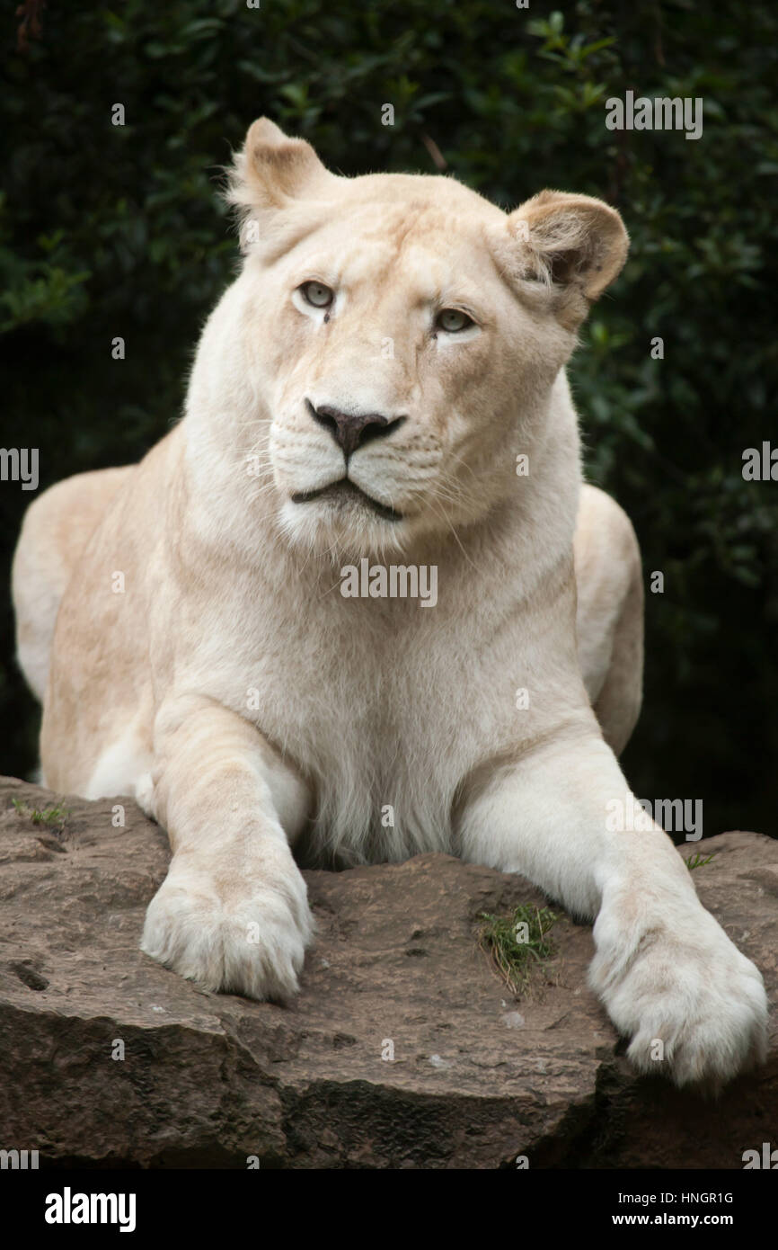 Femmina bianca lion a La Fleche Zoo nella Valle della Loira, in Francia. Il  leone bianco è una mutazione del colore del Transvaal lion (Panthera leo  krugeri), noto anche come il Sud-est