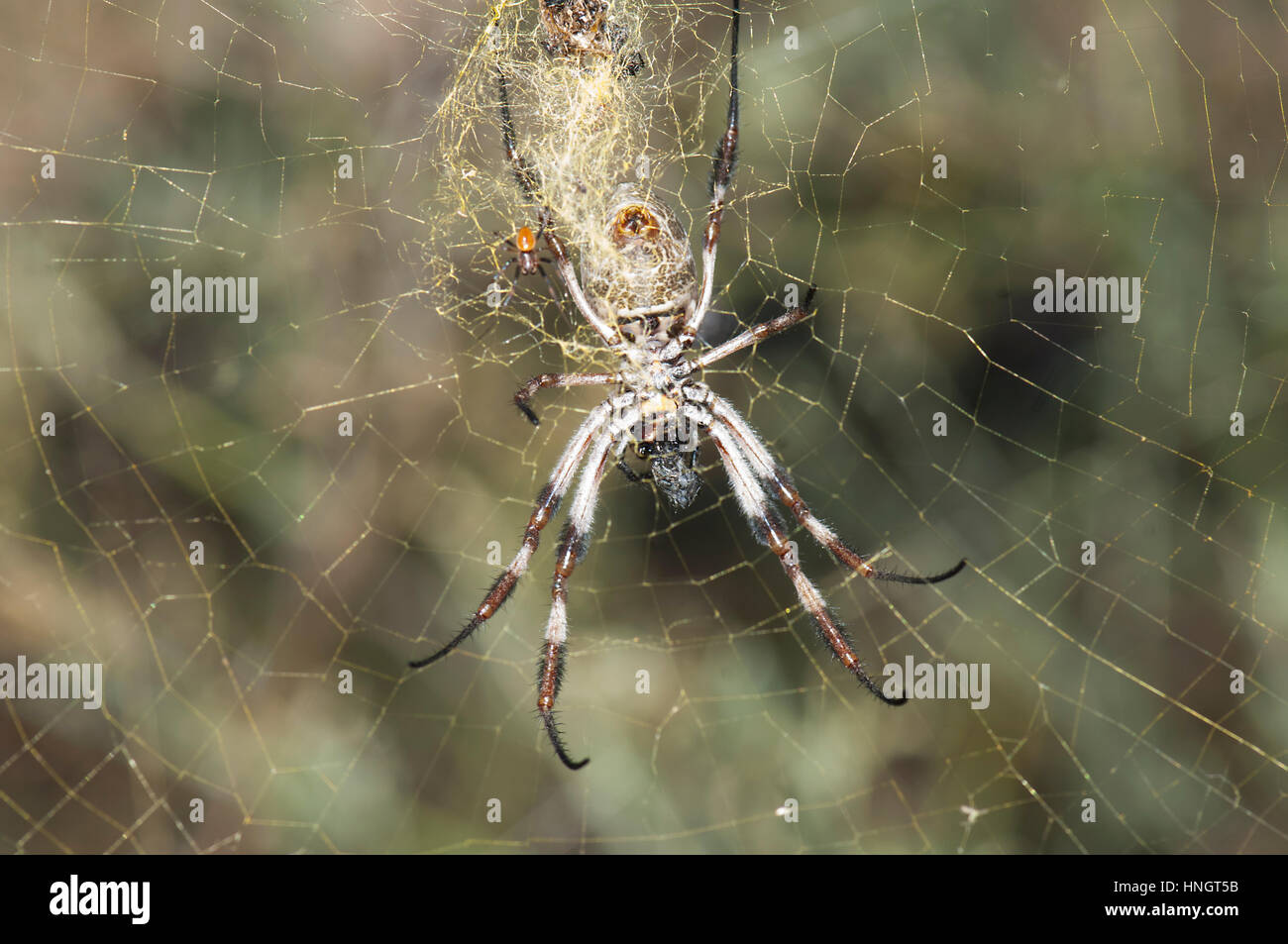 Femmina di Golden Orb-weaver (Nephila edulis) con il molto più piccolo maschio accanto a lei, Wentworth, Nuovo Galles del Sud, Australia Foto Stock