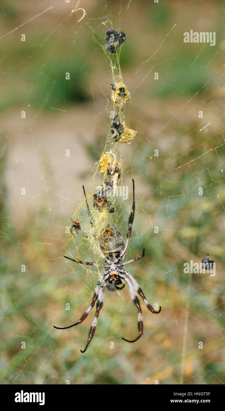 Femmina di Golden Orb-weaver (Nephila edulis) con il molto più piccolo maschio accanto a lei, Wentworth, Nuovo Galles del Sud, Australia Foto Stock