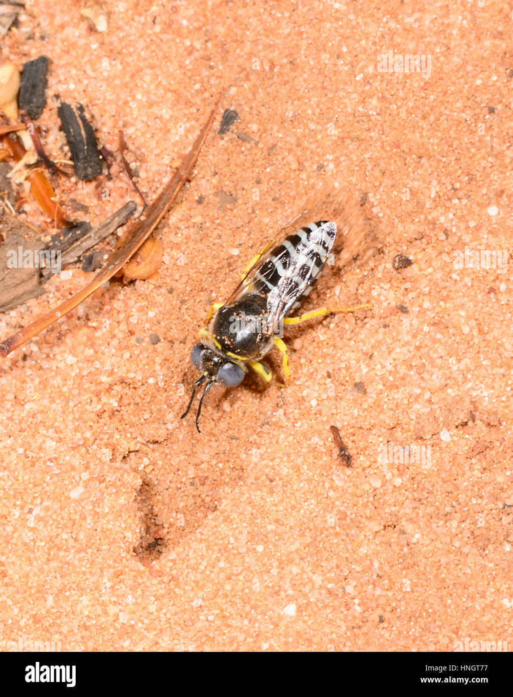 Sabbia Wasp (Bembix sp.) scavando una buca di sabbia, Hattah Kulkyne National Park, Victoria Foto Stock
