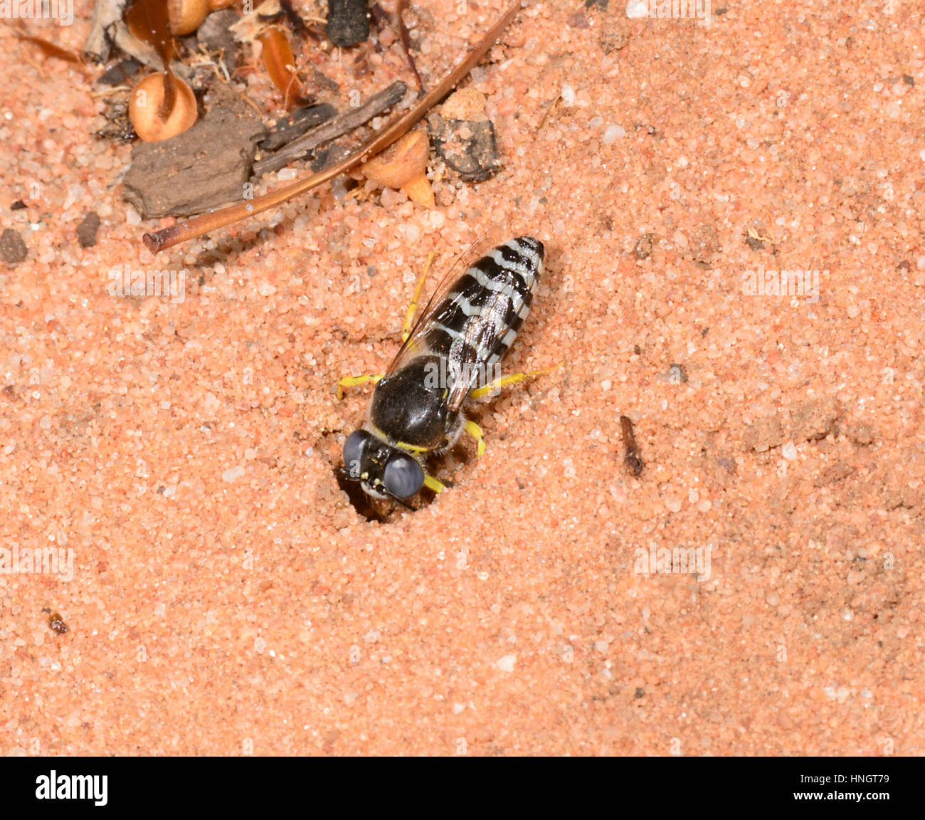 Sabbia Wasp (Bembix sp.) scavando una buca di sabbia, Hattah Kulkyne National Park, Victoria Foto Stock