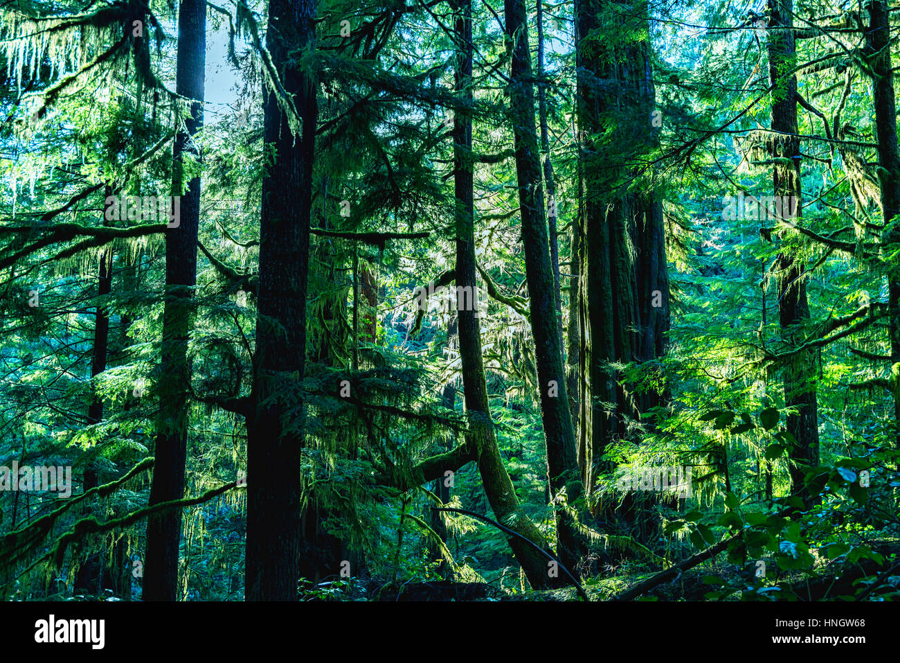 Le bellezze naturali di Vancouver Island series - bella antica foresta in inverno 4, Porta Renfrew , Canada. Foto Stock
