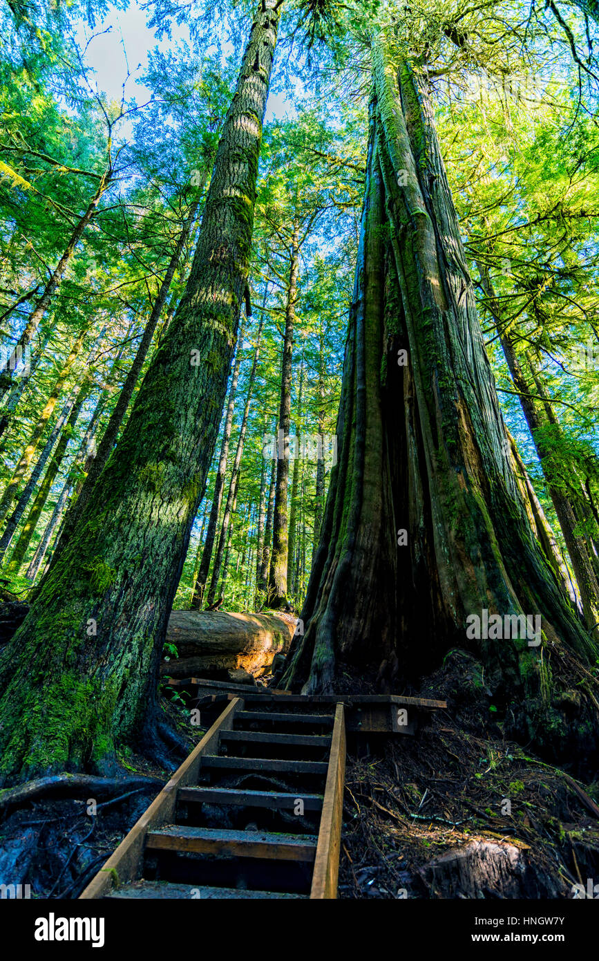 Le bellezze naturali di Vancouver Island series - antica foresta wonderland in Avatar Grove 5, Port Renfrew , Canada. Foto Stock