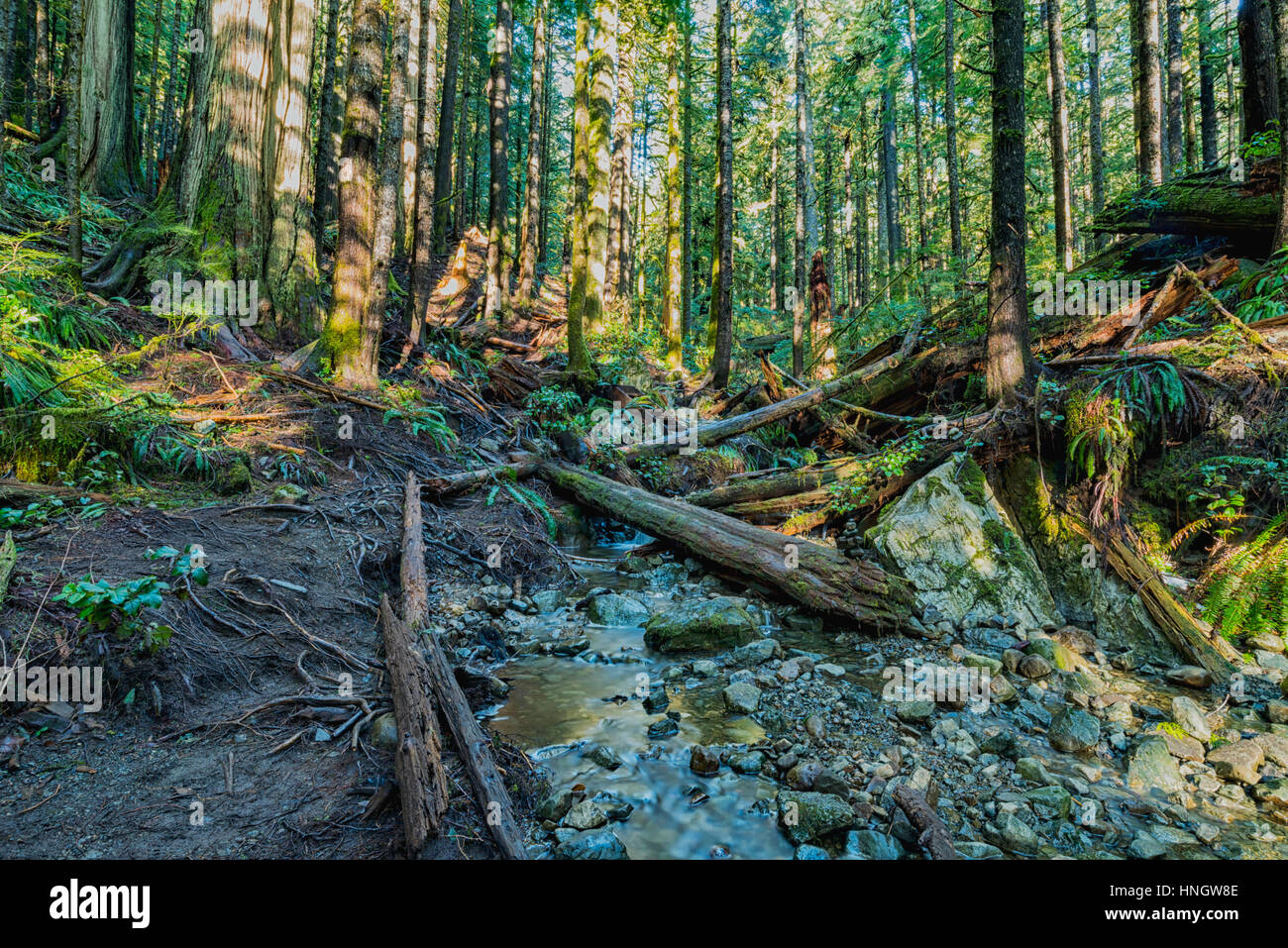 Le bellezze naturali di Vancouver Island series - antica foresta wonderland in Avatar Grove 4, Porta Renfrew , Canada. Foto Stock
