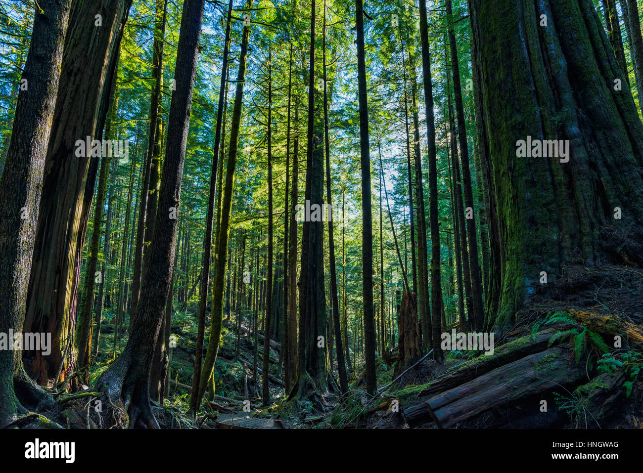 Le bellezze naturali di Vancouver Island series - la luminosa luce del sole attraverso le antiche foreste in Avatar Grove 3, Porta Renfrew , Canada. Foto Stock