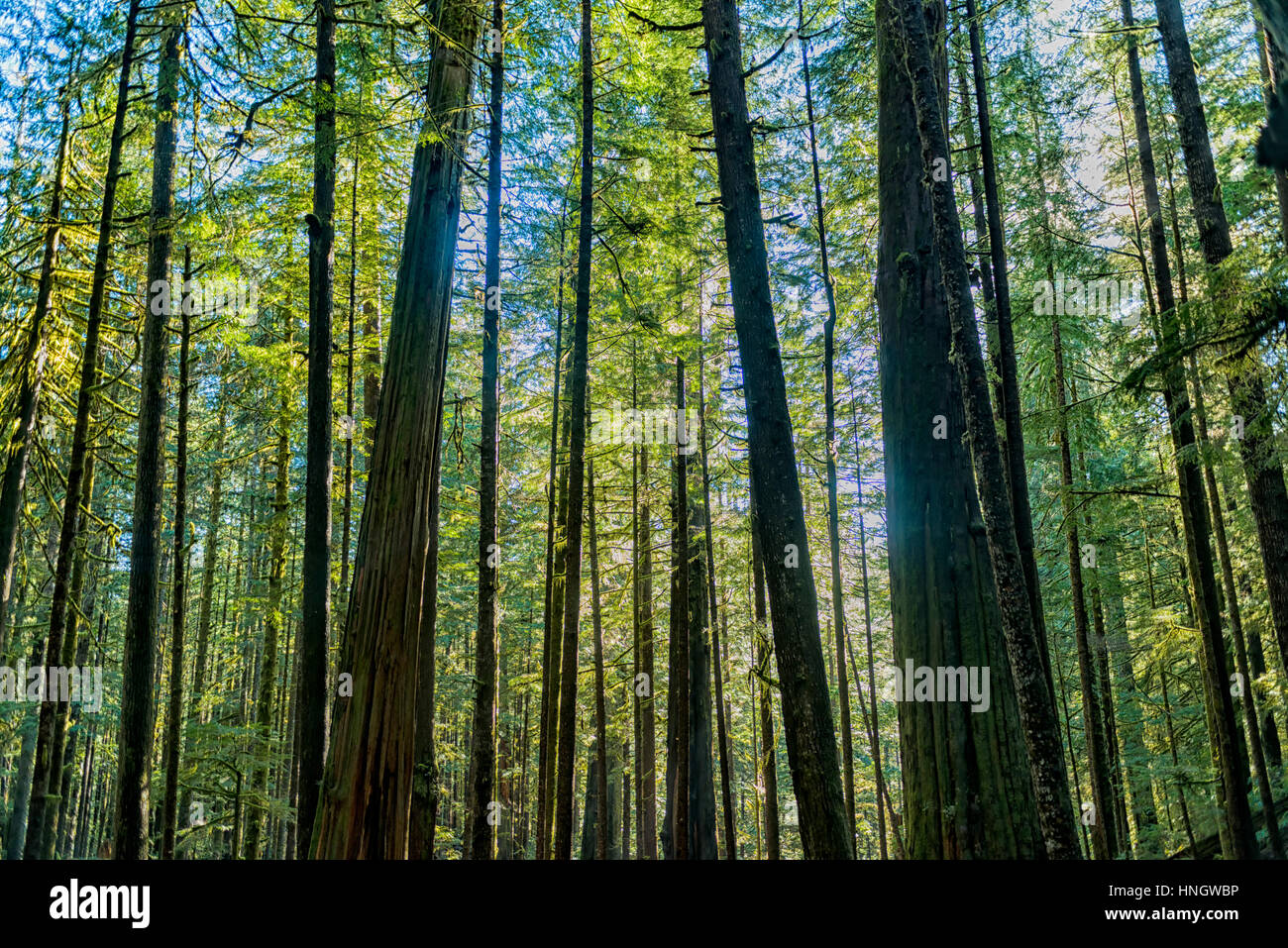 Le bellezze naturali di Vancouver Island series - la luminosa luce del sole attraverso le antiche foreste in Avatar Grove 1, Porta Renfrew , Canada. Foto Stock