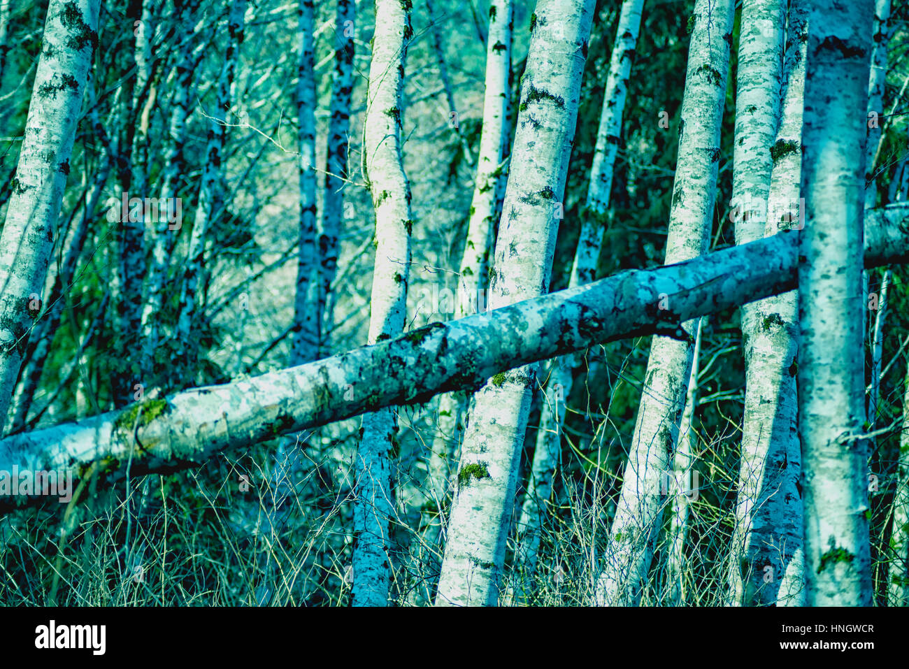 Le bellezze naturali di Vancouver Island series - Alder tree 1 Foto Stock