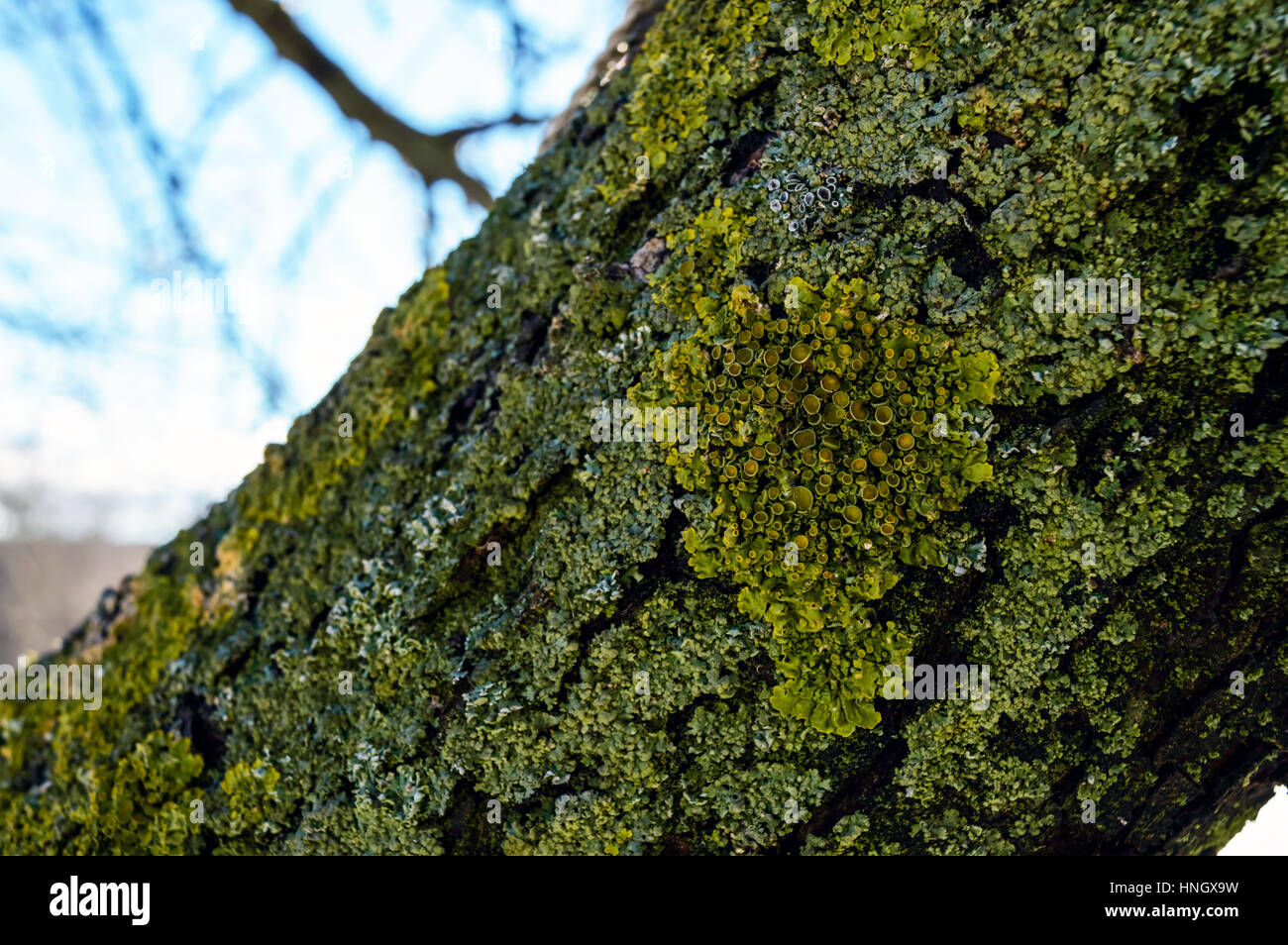 Vecchio albero. Sul tronco crescono muschi e licheni. Close-up. Foto Stock