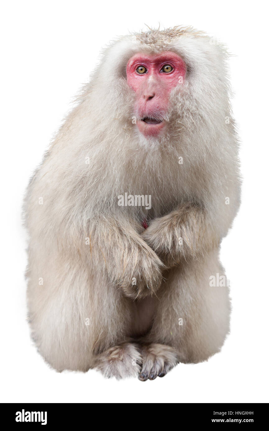 Macaque giapponese isolato su uno sfondo bianco Foto Stock