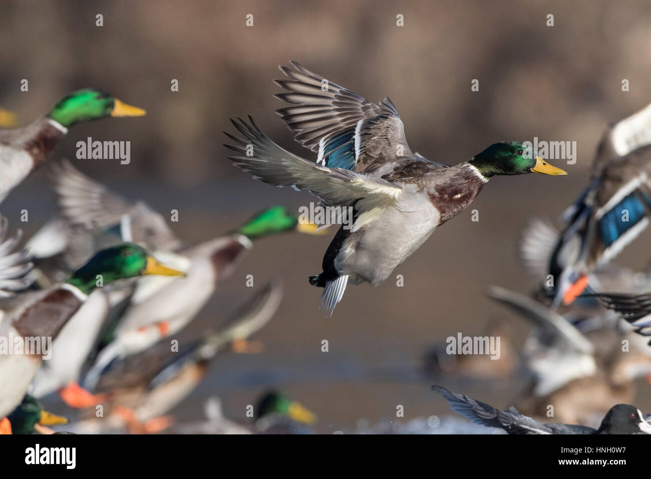 Germani reali (Anas platyrhynchos) prendendo il largo, Hesse, Germania Foto Stock