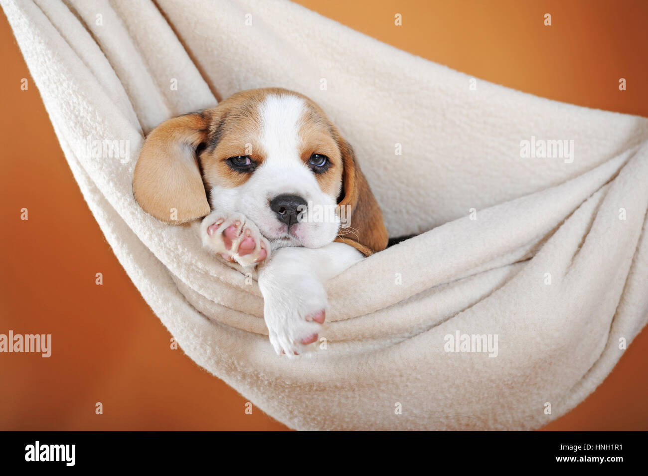 Beagle cucciolo, 7 settimane di età, tricolore, giacente in amaca Foto Stock
