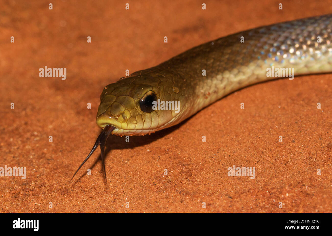 Blonde hognose (Leioheterodon modesto), guizzanti la sua linguetta sul suolo sabbioso, Ankarafantsika Parco Nazionale, occidentale del Madagascar Foto Stock